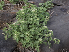 Alternanthera echinocephala
