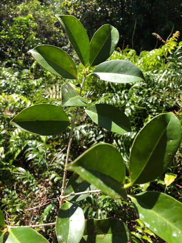 Ilex cymosa observed 2025-09-06