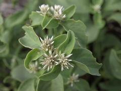 Alternanthera echinocephala