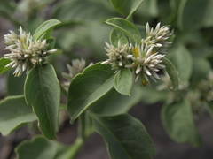 Alternanthera echinocephala