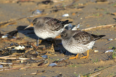 Calidris maritima