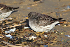 Calidris maritima
