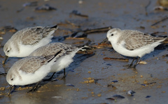 Calidris alba
