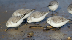 Calidris alba