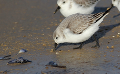 Calidris alba