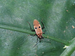 Physopelta quadriguttata