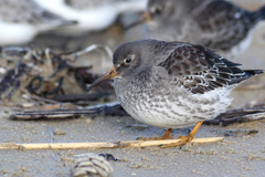 Calidris maritima