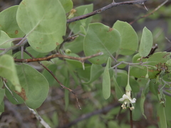 Lycium boerhaviifolium