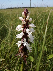 Satyrium sphaerocarpum