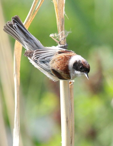 Pájaro moscón europeo (Remiz pendulinus)