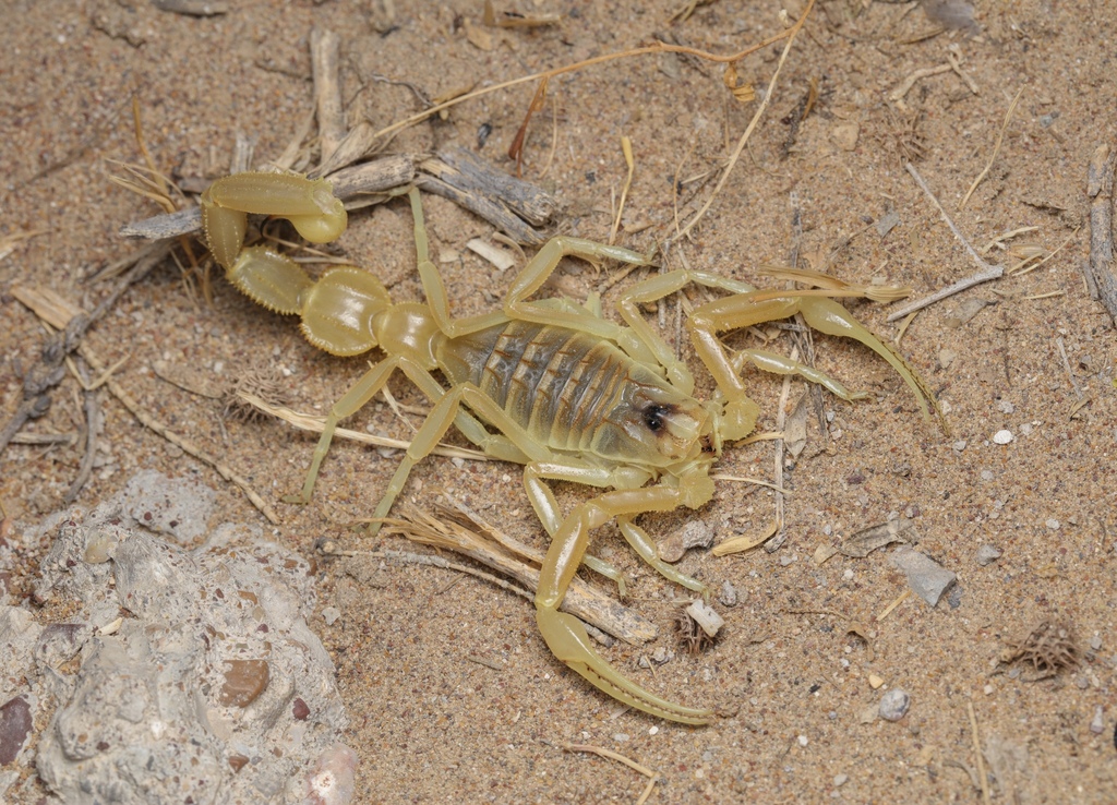 Apistobuthus susanae