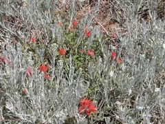 Castilleja pruinosa