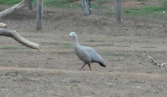 Cereopsis novaehollandiae