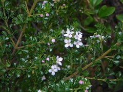 Zieria robusta