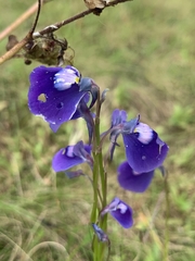 Utricularia arcuata