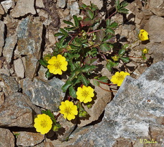 Potentilla gelida