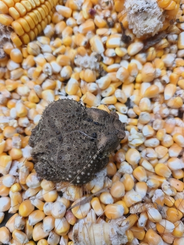 Asiatic Toad