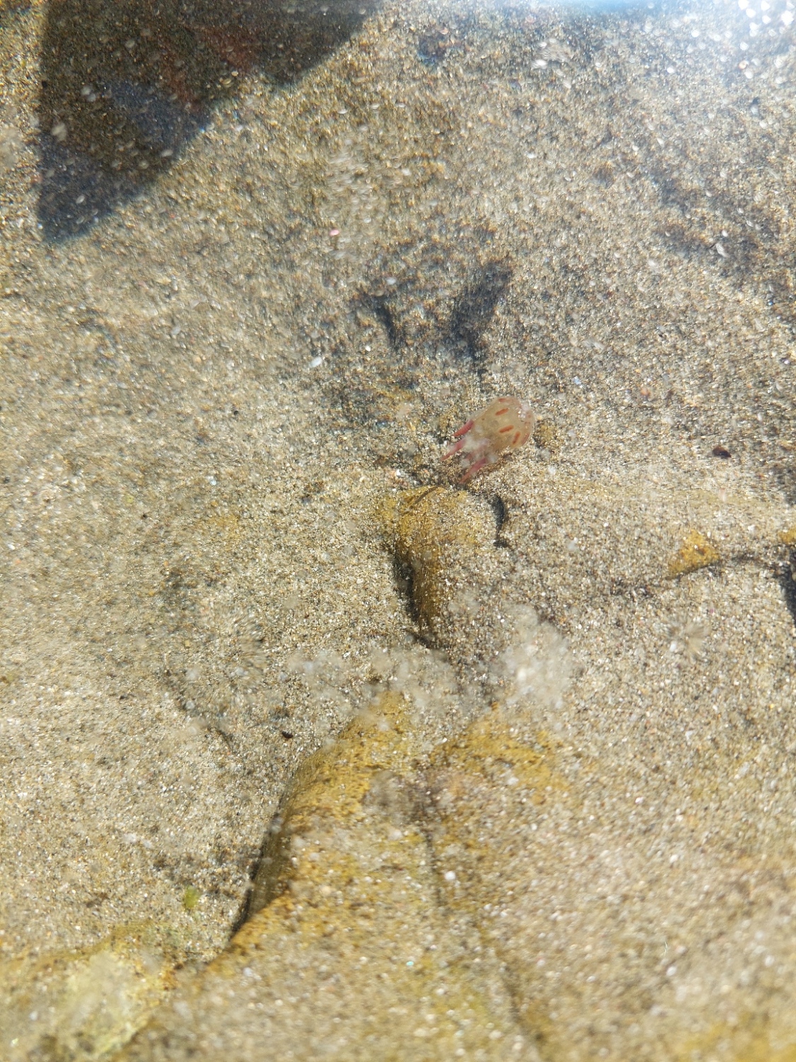 Copula sivickisi (Stiasny, 1926)