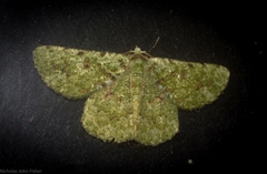 Aeolochroma viridicata