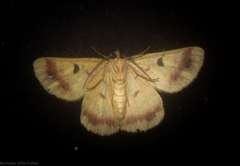 Aeolochroma viridicata