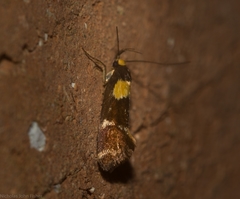 Epithymema helias