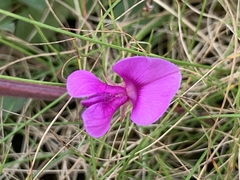 Indigofera dalzellii