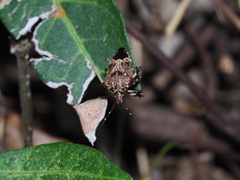 Eocanthecona concinna