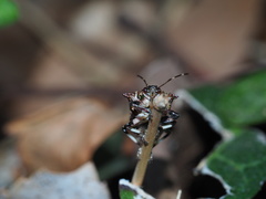 Eocanthecona concinna