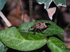 Eocanthecona concinna