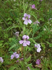 Goodenia macmillanii