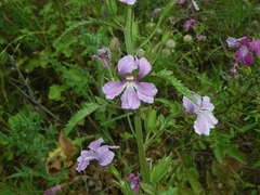 Goodenia macmillanii