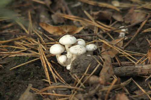 Наблюдение на iNaturalist