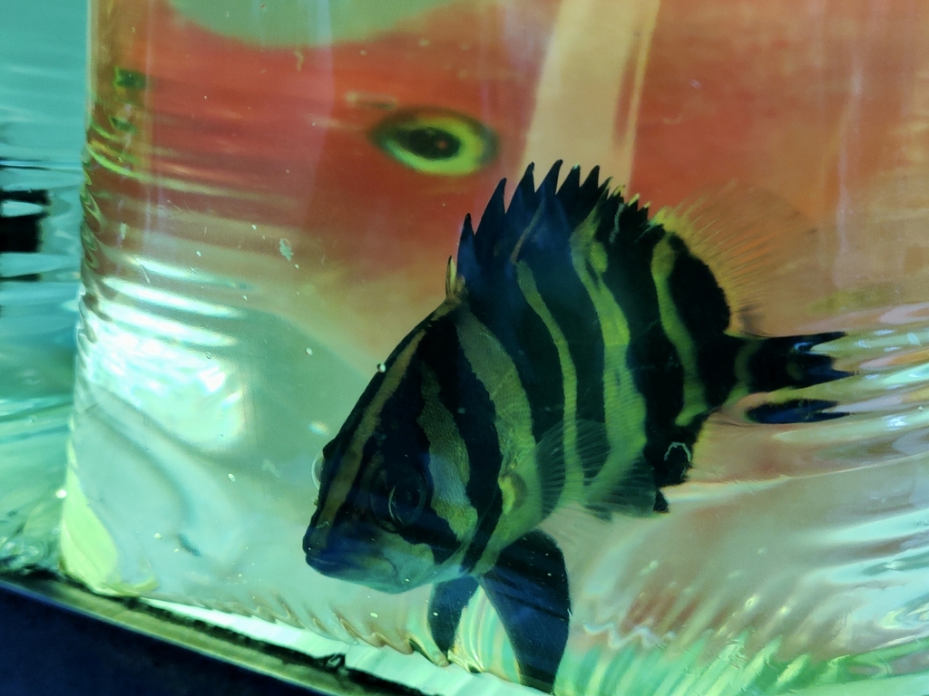 Finescale tigerfish (Datnioides microlepis) — Datnioididae
