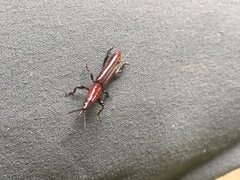 Tracheloschizus