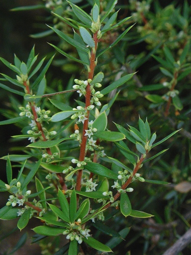 Grampians Broom-heath (Monotoca billawinica)