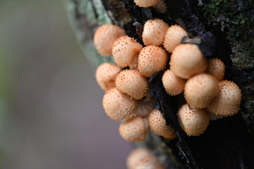 Pholiota squarrosoides