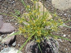 Cyperus amabilis