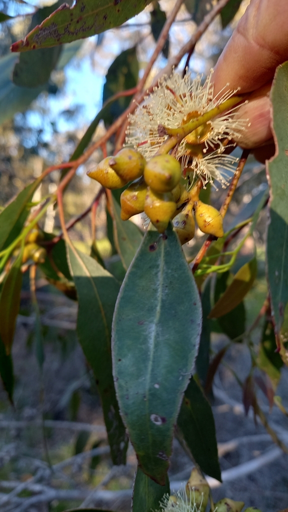 Eucalyptus paludicola Nicolle