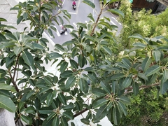 Ficus subpisocarpa