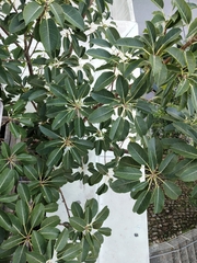 Ficus subpisocarpa