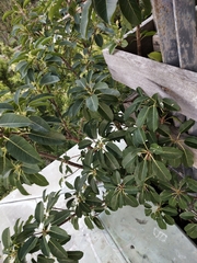 Ficus subpisocarpa