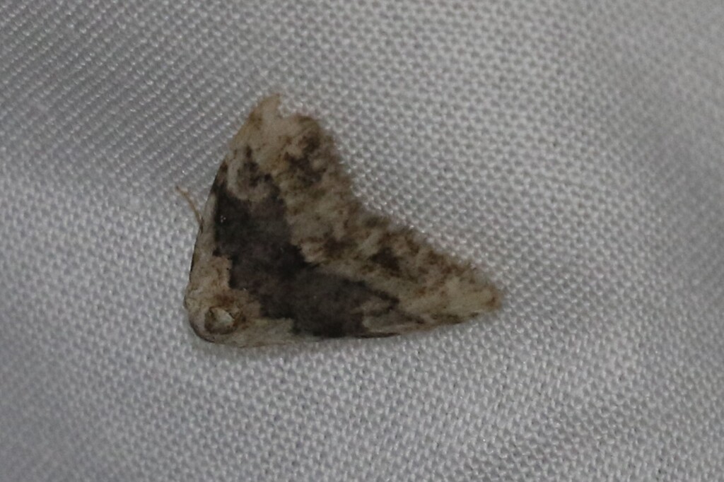 Manoba demaisi