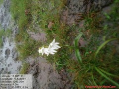Habenaria suaveolens
