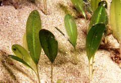 Halophila australis