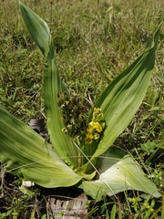 Hypoxis colchicifolia