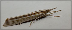 Orocrambus angustipennis