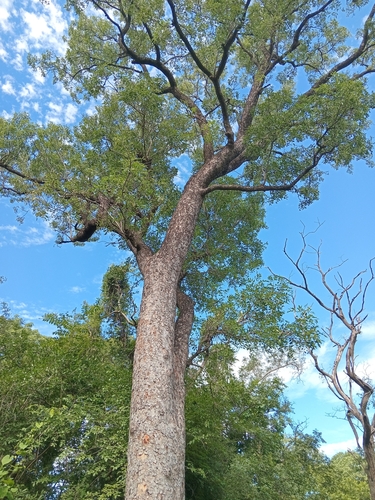 African mahogany