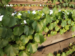 Parthenocissus tricuspidata