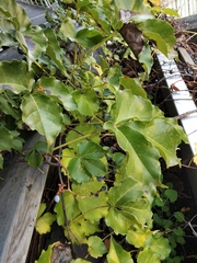 Parthenocissus tricuspidata