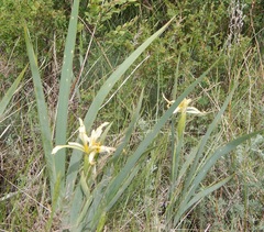 Iris halophila